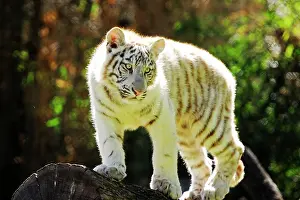 Buenos: White Tiger