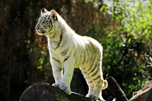 Buenos: White Tiger