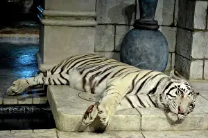 Genetics: White Tiger - lying down in zoo