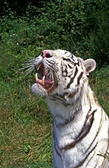 Threaten: White Tiger (panthera tigris), Adult with Open Mouth