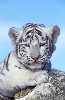 Tigers: White Tiger (panthera tigris), Cub