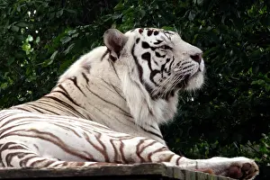 Uncommon: White Tiger uncommon genetic variety