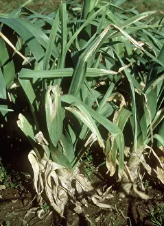 Leek: White Tip on Leek