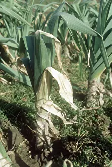 Leek: White tip on Leek