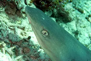 Obesus: White-tip Reef Shark