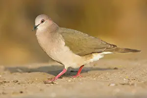 Verreauxi: White-tipped dove