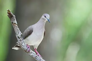 Verreauxi: White-tipped Dove