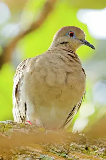 Jose: White-tipped Dove