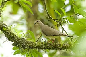 Livia: White-tipped Dove Arenal Volcano Costa Rica
