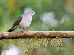 Pigeons: White Tipped Dove Leptotila verreauxi Ecuador BI