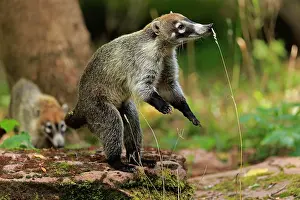 Nasua: White-trunked coati (Nasua narica), white-trunked