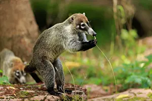Nasua: White-trunked coati (Nasua narica), white-trunked