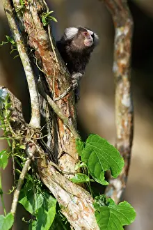 Tufted: White-tufted-ear Marmoset