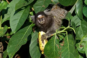Tufted: White-tufted-ear Marmoset