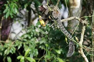 Tufted: White-tufted-ear Marmoset