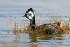 Rolland: White-tufted Grebe / Black grebe
