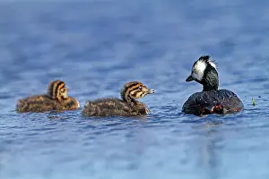 Rolland: White-tufted Grebe / Black grebe - with juvenile