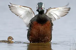 Rolland: White-tufted Grebe / Black grebe - with young