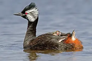 Rolland: White-tufted Grebe / Black grebe - with young hitching