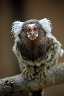 Tufted: White-tufted marmoset (Callithrix jacchus), adult