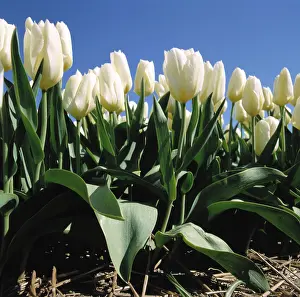 Bulbfield: White tulips