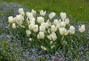 Borders: White tulips among forget-me-nots, Myosotis in garden
