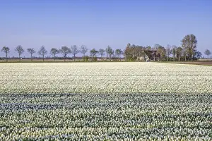 Decorated: White tulips in tulip field in spring, Noordoostpolder