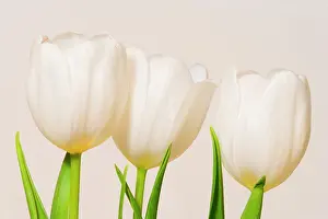 Tulips: White tulips against a white background
