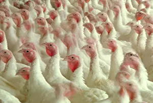 Turkeys: White turkeys
