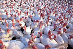 Meleagris: White turkeys