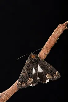 Erebidae: White underwing or alchymist (Catephia alchymista)