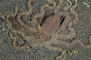Octopus: White-V Octopus