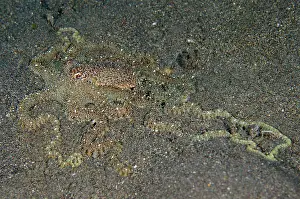 Octopus: White-V Octopus