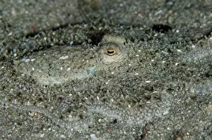 Komodo: White-V Octopus camouflaged