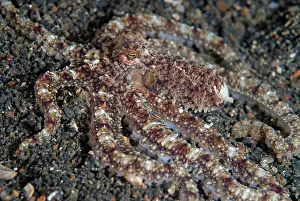 Papillae: White-V Octopus camouflaged on black sand TK1 dive