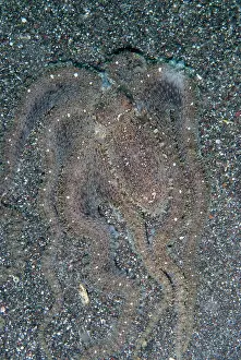 Rojos: White V Octopus camouflaged with sand