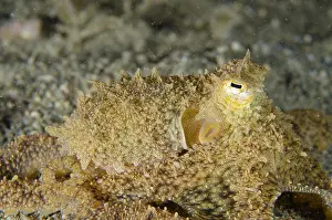 Timor: White-V Octopus - camouflaged in sand, Night dive
