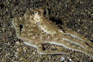 Distinctive: White V Octopus with distinctive white spots