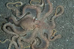 Octopi: White-V Octopus hunting on black sand