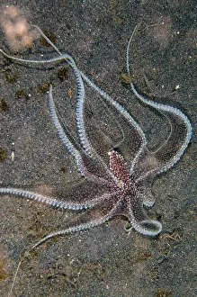 Tentacle: White-V Octopus - hunting - Melasti dive site, Amed