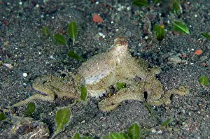 010821: White-V Octopus - Melasti dive site, Amed, Karangasem