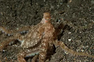 Octopoda: White-V Octopus - night dive - Lembeh Island Resort