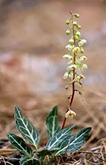 Wintergreen: White-veined Wintergreen or Whitevein shinleaf