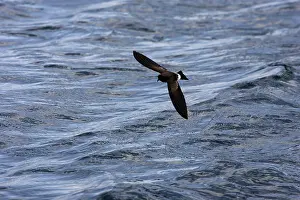 Gracilis: White-vented Storm Petrel