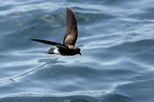 Gracilis: White-vented Storm Petrel