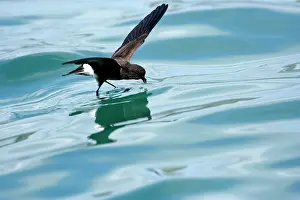 Gracilis: White-vented Storm Petrel