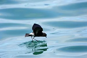 Gracilis: White-vented Storm Petrel