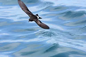 Gracilis: White-vented Storm Petrel