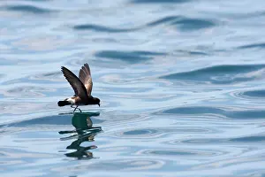 Elliot: White-vented Storm Petrel / Elliot's Storm-petrel