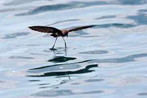 Elliot: White-vented Storm Petrel / Elliot's Storm-petrel